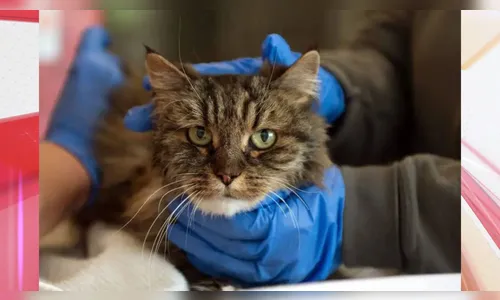 Gata é resgatada ao lado dos corpos dos donos após queda de 115 metros