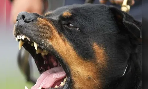 Cães Rottweiler invadem casa e matam Pinscher do vizinho em Apucarana
