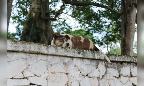 Tutor procura a polícia após cachorro morrer envenenado na região