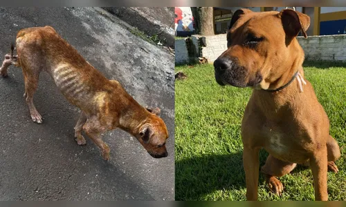 Cachorra vítima de maus-tratos se recupera e encontra novo lar