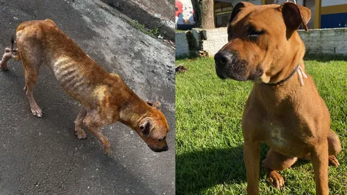 Imagens mostram antes de depois de Princesa após receber tratamento no Cemsa
