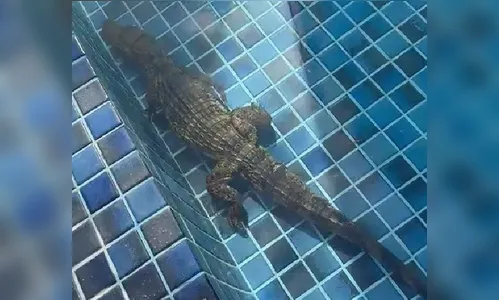 Depois de capivara, jacaré também é flagrado nadando em piscina