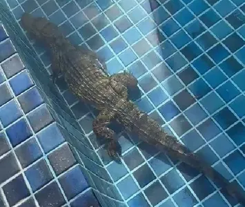Jacaré foi capturado e levado para ambiente adequado