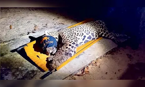 Ossos e cabelos são achados em fezes de onça-pintada que matou caseiro