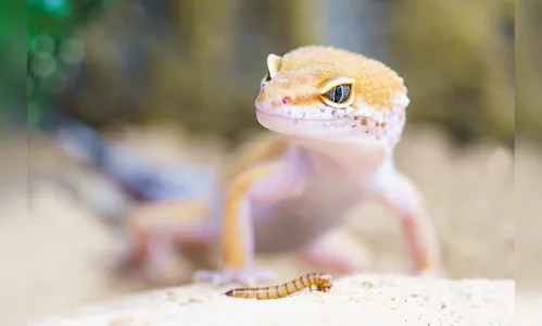 Largartixas em casa: 7 coisas que você precisa saber e entender sobre elas