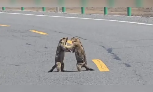 Briga de marmotas provoca congestionamento e viraliza na internet; veja