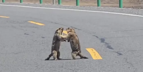 Marmotas brigam em rodovia da China