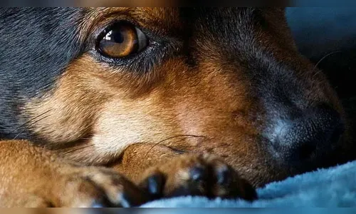 PM atende denúncia de maus-tratos a cachorro em Borrazópolis