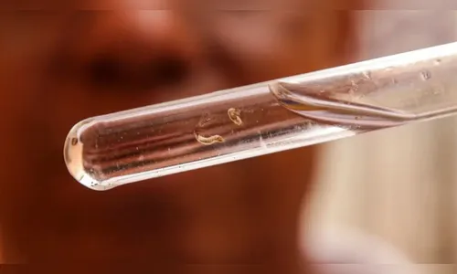 Arapongas tem 1.011 casos confirmados de dengue