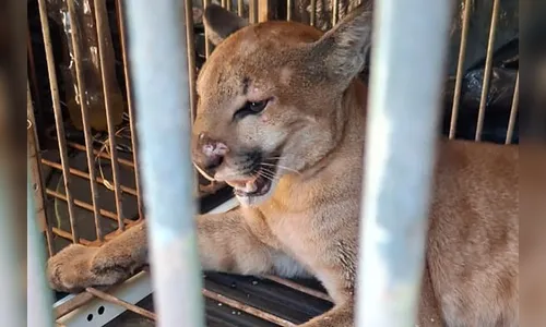 Técnicos do IAT capturam onça-parda encontrada em sítio de Marialva