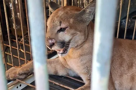 O Puma concolor possui pelagem acastanhada em quase todo o corpo