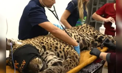 Onça que matou caseiro não deve retornar ao habitat original