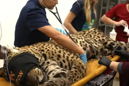 O animal continua em recuperação no Centro de Reabilitação de Animais Silvestres (CRAS)