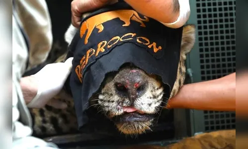 Onça que matou caseiro está debilitada e não voltará à natureza