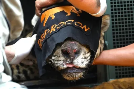 O animal, macho, tem 9 anos e pesa 94 quilos