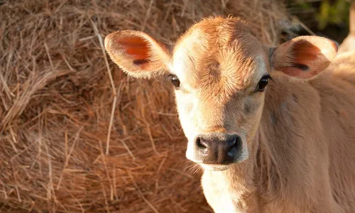 O fazendeiro verificou as imagens do sistema de segurança e constatou que o passageiro do veículo havia pulado a cerca, capturado o bezerro e colocado o animal dentro do carro antes de fugir