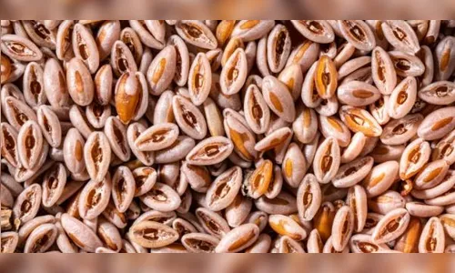 Psyllium é bom para emagrecer? Compreenda efeitos no organismo