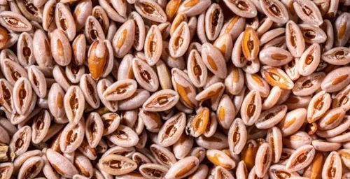 O grãozinho oferece pequenas quantidades de proteínas, sais minerais, entre outros nutrientes, mas seu maior tesouro está na casca