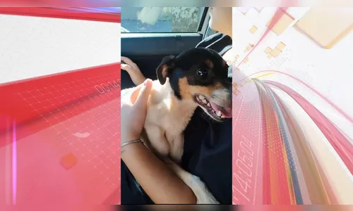 Cachorro vítima de maus-tratos é resgatado em Apucarana; veja o vídeo