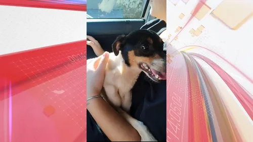 O tutor do animal pode ser autuado e responder pelo crime de maus-tratos