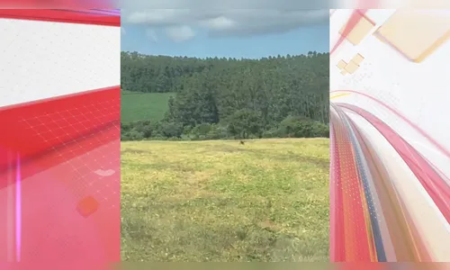 Vídeo registrado em Apucarana mostra onça-parda correndo na zona rural