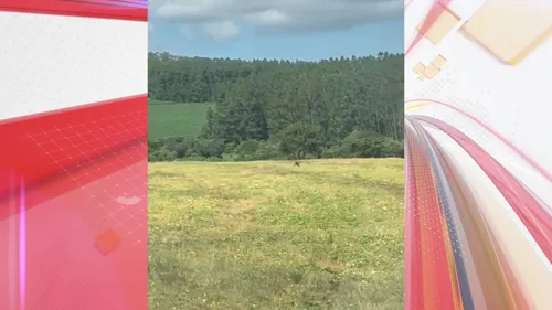 Onça-parda é vista em Apucarana