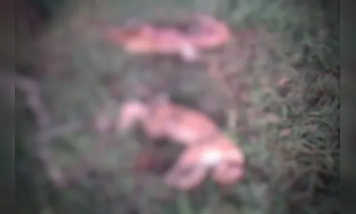 Homem é preso após matar duas onças-pardas no Mato Grosso do Sul