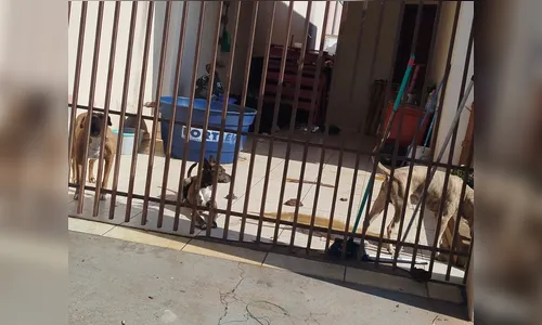 Cães abandonados após donos mudarem são resgatados em Arapongas