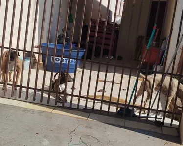 Os animais estavam em um ambiente sujo, coberto de fezes e urina, sem água e sem alimentos