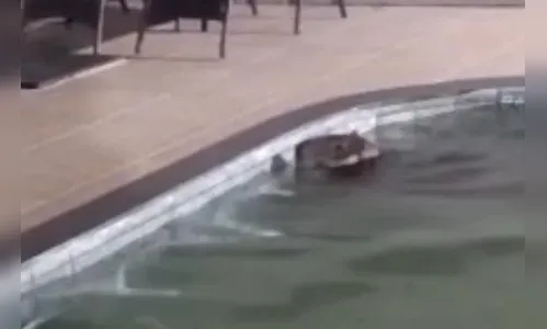 Capivara invade quintal e nada em piscina de casa em Apucarana (PR)
