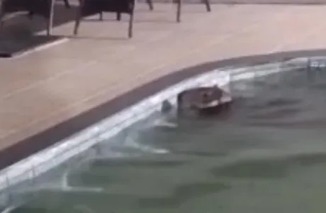 Os moradores da casa, ao serem surpreendidos pela visitante ilustre, acionaram os bombeiros e a Sema, que foram até o local para fazer o resgate do animal.