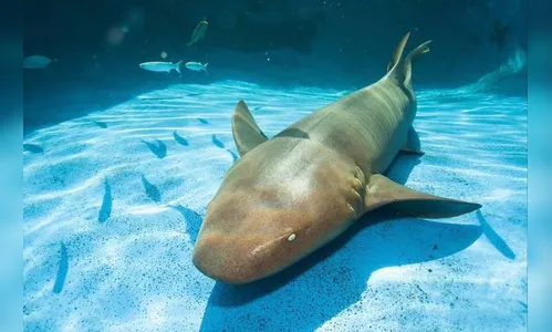 Turista é atacada por tubarão durante mergulho em Fernando de Noronha