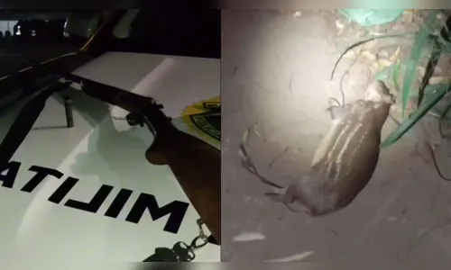 Caçador é preso por matar animal silvestre em extinção em Apucarana