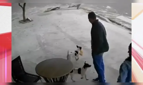 Vídeo mostra cachorros furtando pururuca em padaria no Paraná; veja