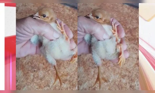 Pintinho com quatro patas nasce em Borrazópolis no Paraná; veja