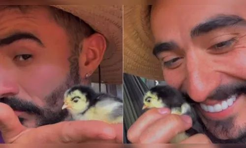 Pintinho do Paraná com sobrancelha rouba a cena na web; veja