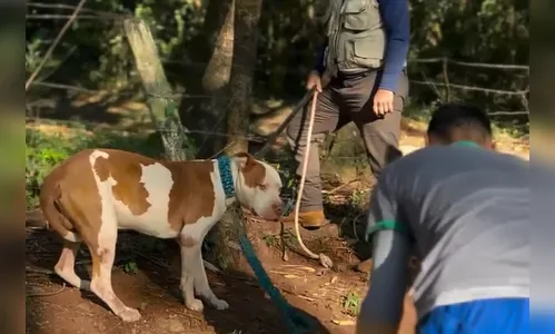 'Resgate difícil': Prefeitura encontra Pitbull abandonado em Apucarana