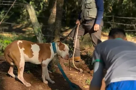 Pitbull foi resgatado pelo Cemsa