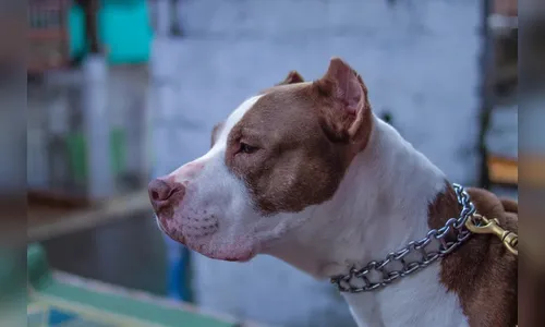 Pitbull foge de casa e ataca coletores de lixo no Paraná