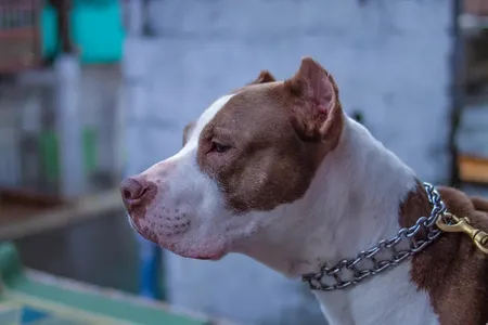 Pitbull fugiu de uma casa antes de atacar os trabalhadores
