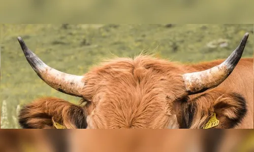 De brincadeira a fetiche, Dia do Corno é comemorado nesta sexta-feira