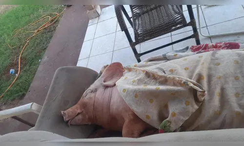Porca que late e é tratada como pet ‘volta para casa’; entenda