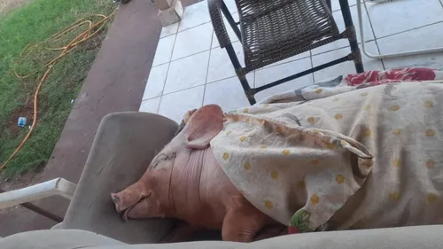 Porca é tratada como pet em Terra Boa