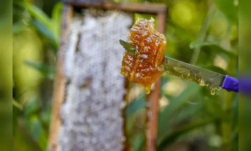Exportações de mel disparam e Paraná assume vice-liderança no Brasil