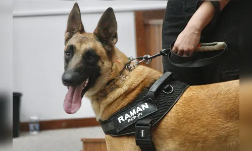 Cão da PCP detecta vestígios de sangue que olho humano não encontra
