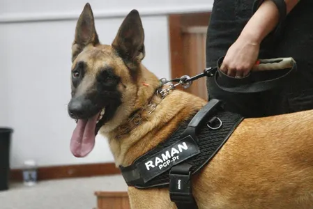 Raman é o primeiro e único membro canino da Polícia Científica do Paraná (PCP)