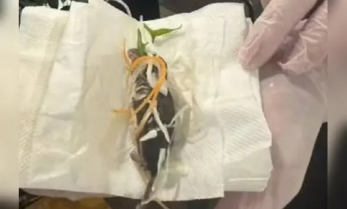 Rato é servido em salada para grávida em restaurante japonês