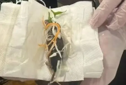 Rato é servido em salada para grávida em restaurante japonês