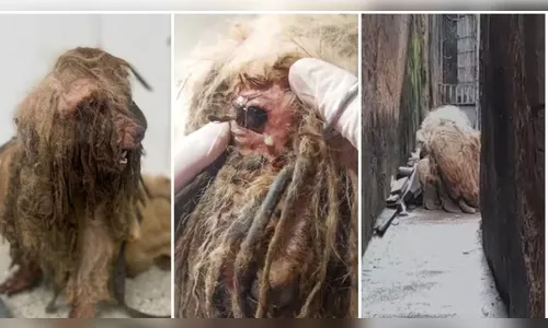 Ex-tutores de cachorro resgatado com 3 kg de pelo sujo são indiciados