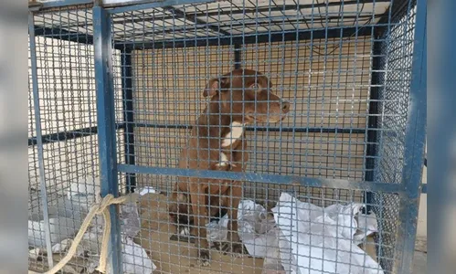 Pitbull invade escola e avança em seis crianças que estavam estudando